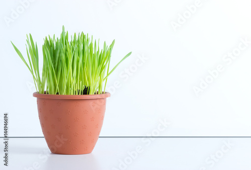 Зелёная трава в горшочке на столе