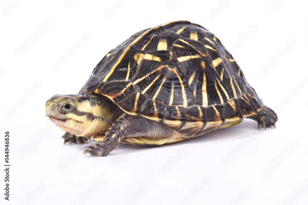 Naklejka premium Florida box turtle,Terrapene carolina bauri