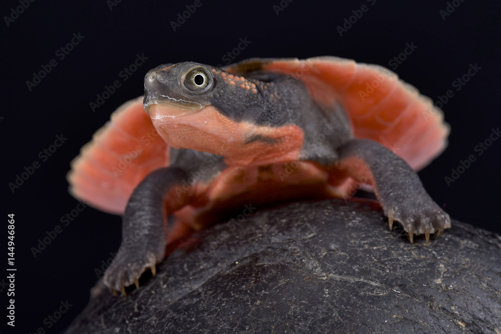 Fototapeta premium Pink-bellied turtle, Elseya schultzei