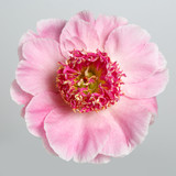 Flower of a pink peony with a bright middle isolated on a gray background.