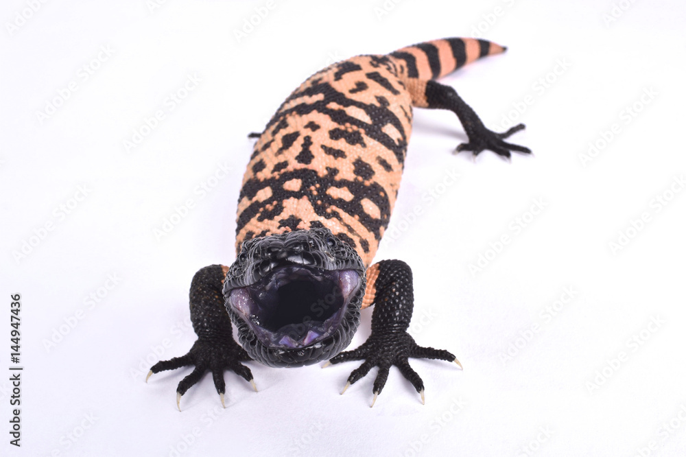 Banded gila monster, Heloderma suspectum cinctum Banded gila monster, Heloderma suspectum cinctum