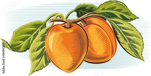 Branch with two ripe apricots.