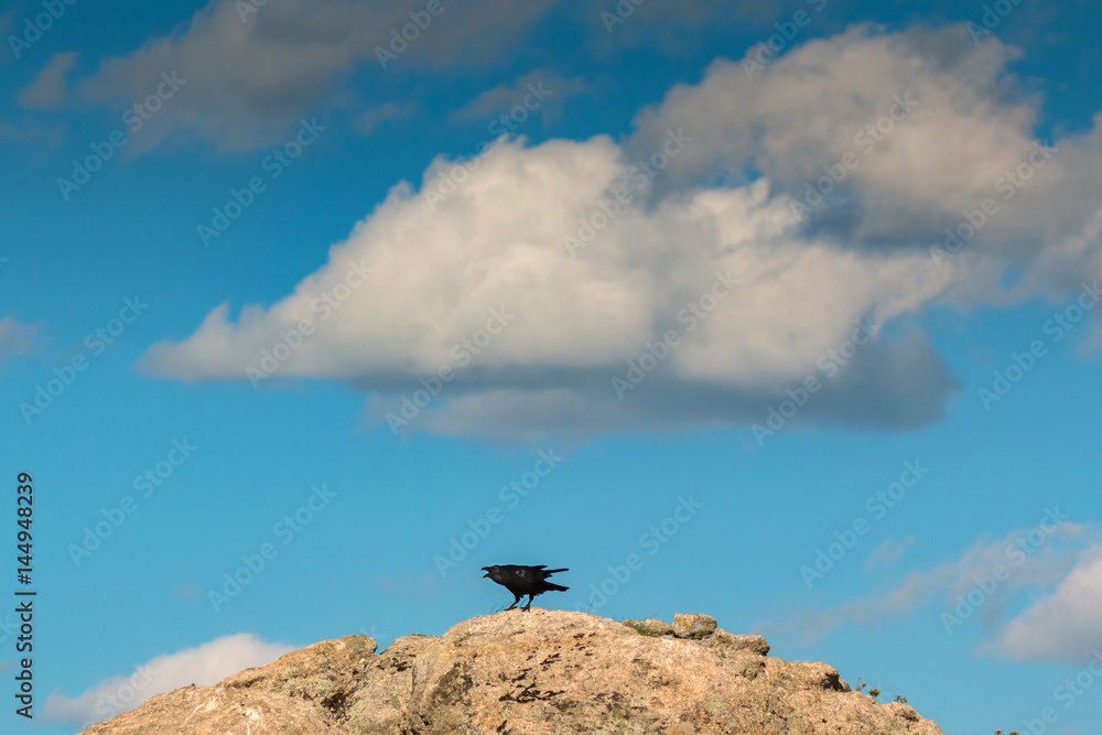 Black crow on a big stone