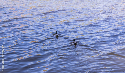 Duck, ducks, water, swim along the river, animals.