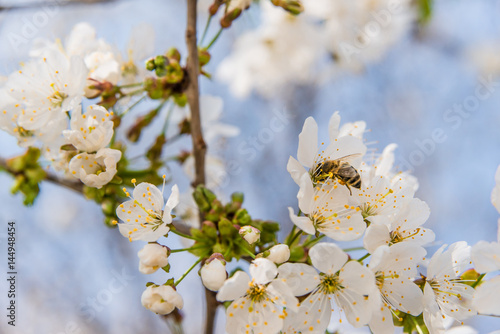 Blühender Baum mit Biene