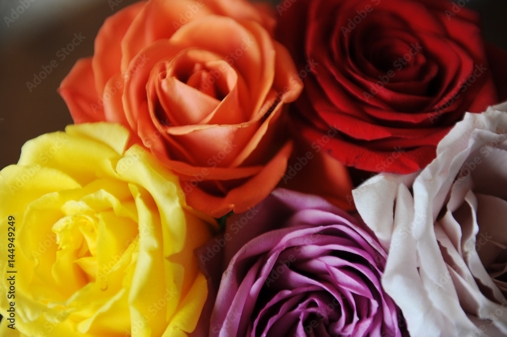 Obraz premium Floral background. Texture of multicolored roses closeup