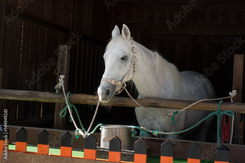 Wallpaper Mural 京都の神社の神馬 Torontodigital.ca