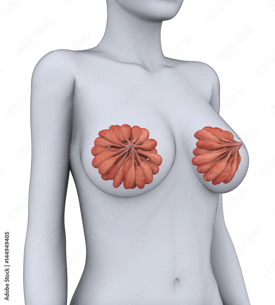 Female Breast Anatomy Stock Illustration