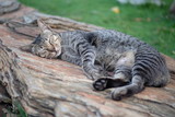 sleeping cat on the wood
