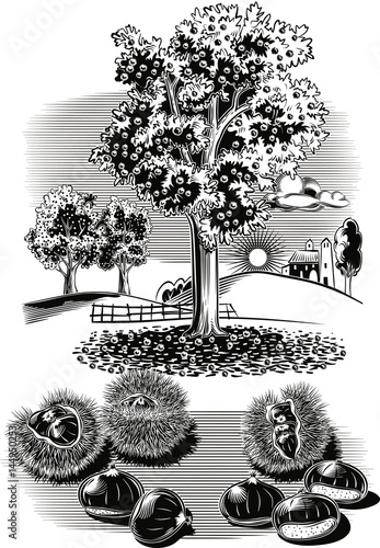 Some urchins of chestnuts in a chestnut.