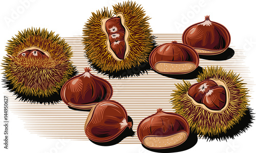 Urchin open chestnuts, with chestnuts on a white background.