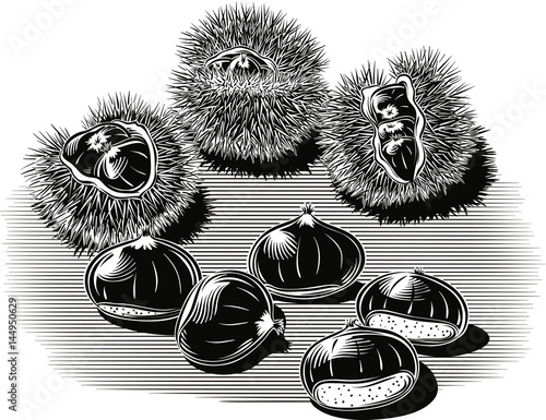 Urchin open chestnuts, with chestnuts on a white background.