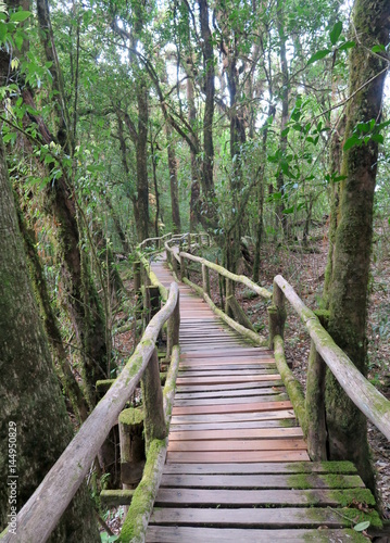 old wood walking path  through the jungle