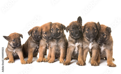 Fototapeta Naklejka Na Ścianę i Meble -  puppies belgian shepherd dog laekenois