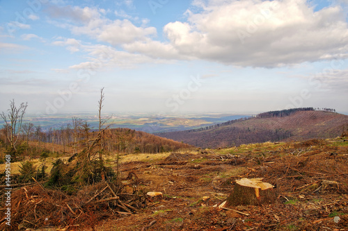 Tree felling in mountains Opawskie - high resolution image.