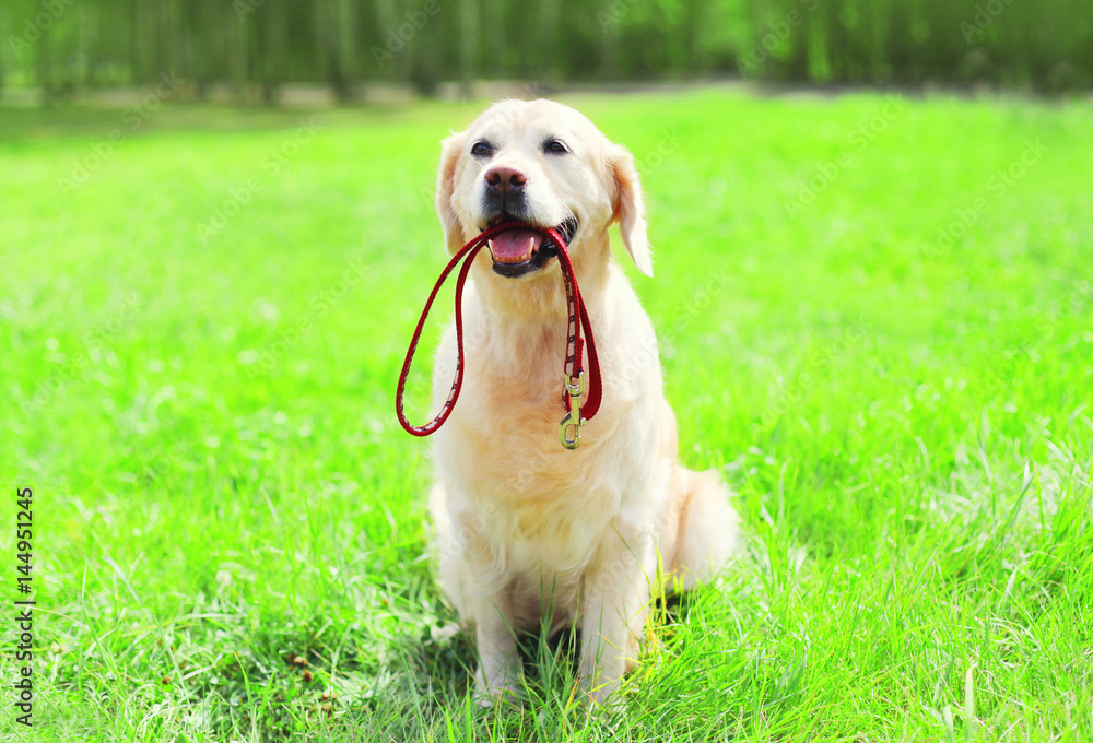 Golden Retriever dog with a leash is sitting on the grass on a summer day Golden Retriever dog with a leash is sitting on the grass on a summer day