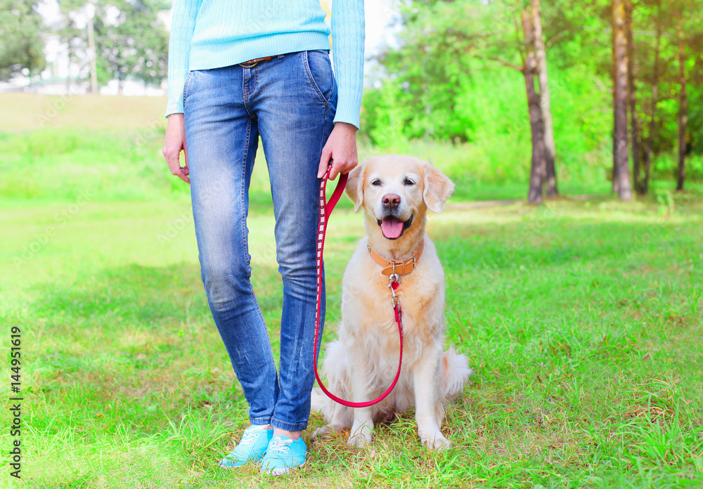 owner woman with Golden Retriever dog is walking together in the park owner woman with Golden Retriever dog is walking together in the park