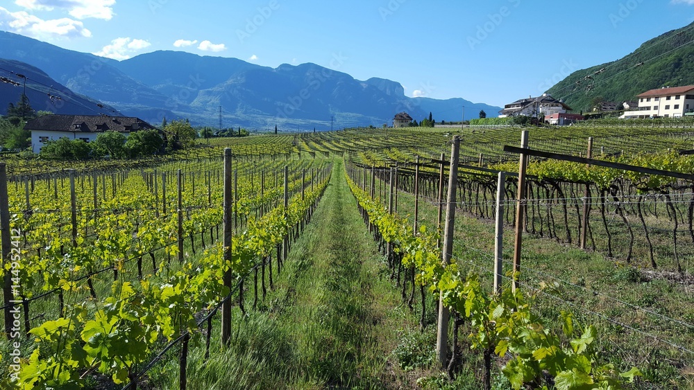 Weinanbau am Kalterer See, Südtirol, Italien