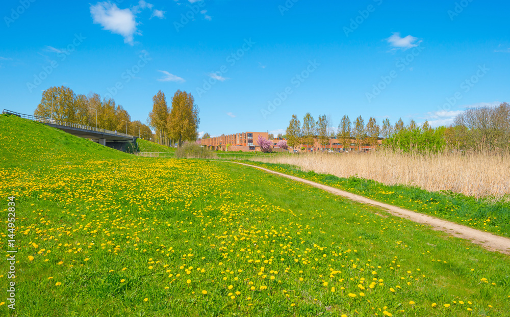 Naklejka premium Wild flowers in a meadow in spring