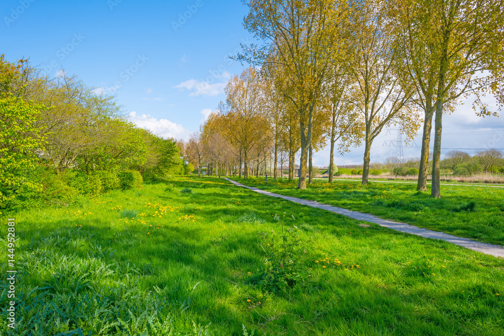 Row of trees in a field along a canal in spring