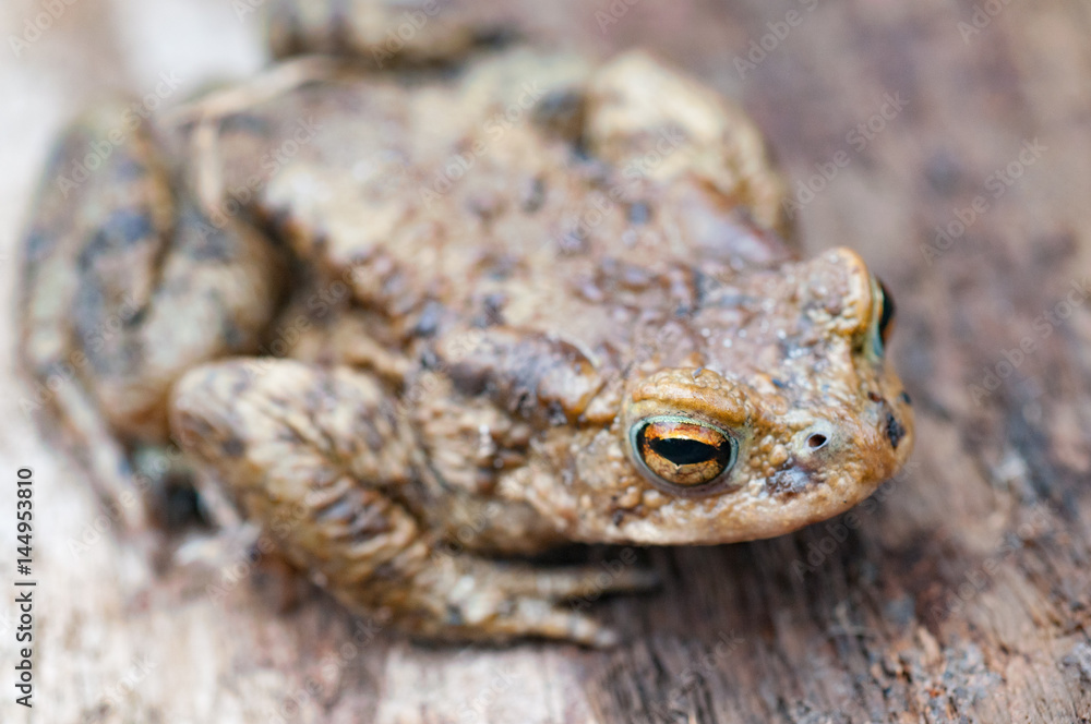 earth frog (bufonidae) sitting on brown wooden background earth frog (bufonidae) sitting on brown wooden background