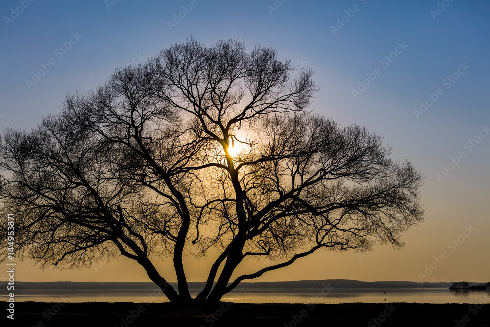 lonely big tree silhouette at lake coast against sunset sky lonely big tree silhouette at lake coast against sunset sky