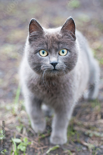 gray cat with big green eyes