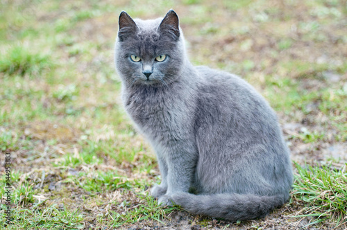 Portrait of gray cat with green eyes sitting on grass