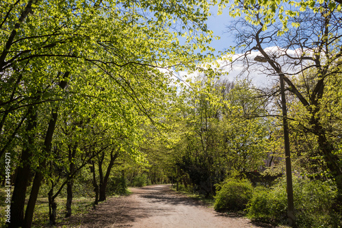Spring - the sun shines through trees at a path