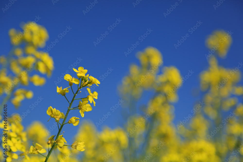 Yellow rapeseed and a blue sky. Shallow D.O.F.