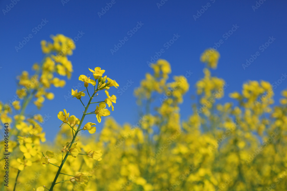 Yellow rapeseed and a clear, blue sky. Shallow D.O.F. Yellow rapeseed and a clear, blue sky. Shallow D.O.F.