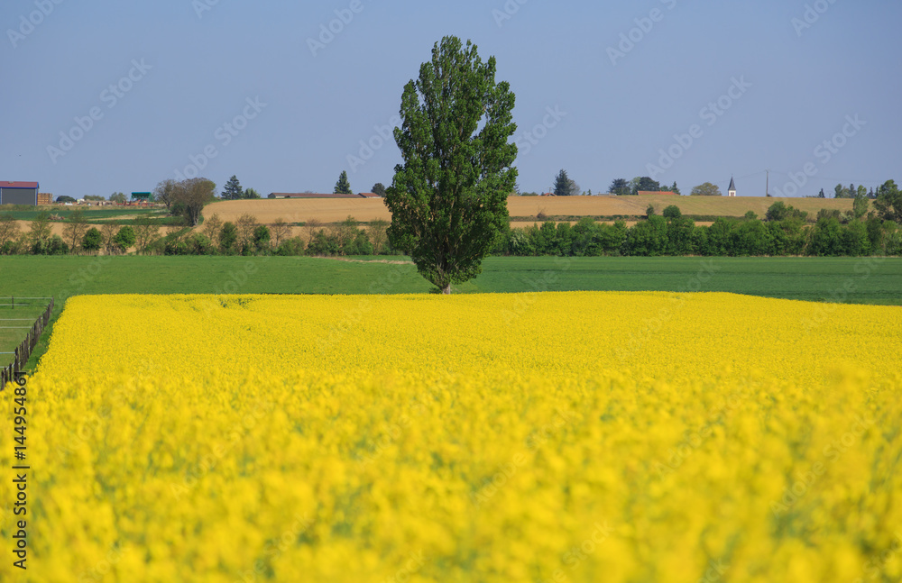 Yellow rapeseed and a tree in the French countryside.