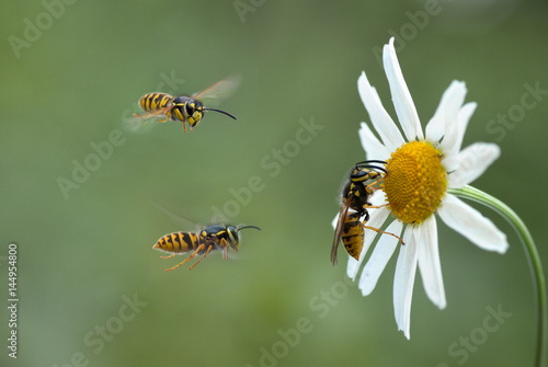 Insects wasps flying around the Daisy flower © kozorog