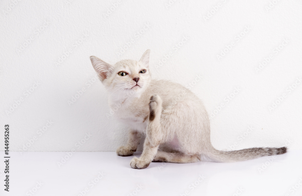 Cute cat sit isolated white background, Funny pet.