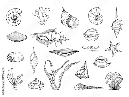 Hand drawn seashells collection. Set of seaweed, coral, starfish, shell. Vector black and white illustration.
