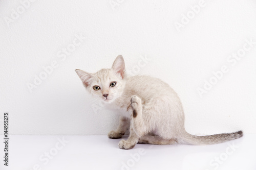 Cute cat sit isolated white background, Funny pet. © sorayut