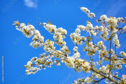 White cherry blossoms, flowers against the blue sky.