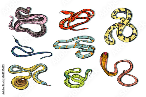 Set of various snake viper, cobra and other. Colorful hand drawn collection s...