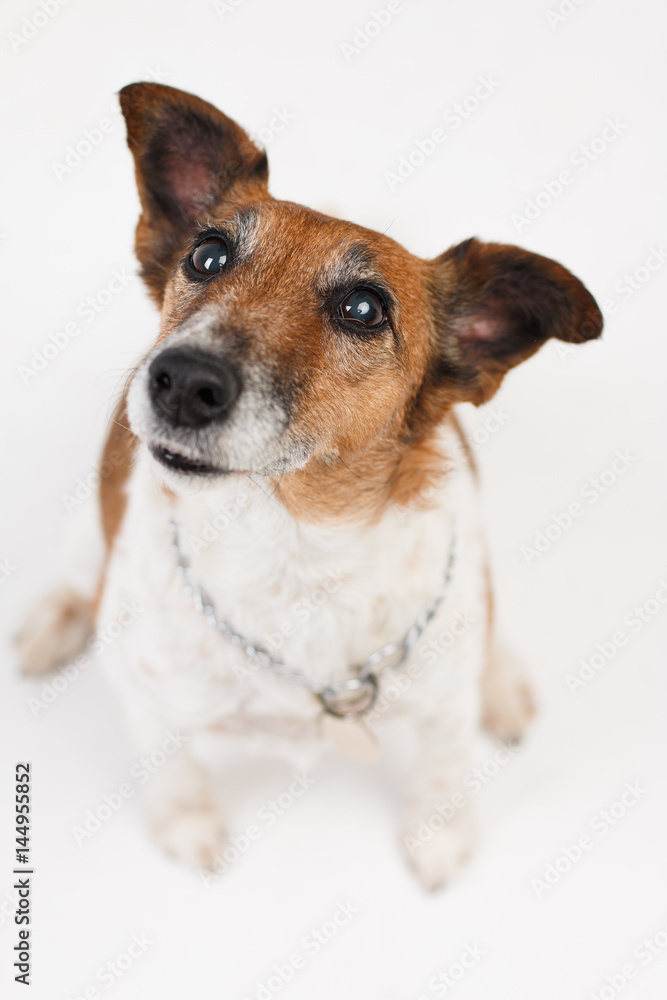 Jack russell the terrier isolated. Muzzle of a funny happy dog