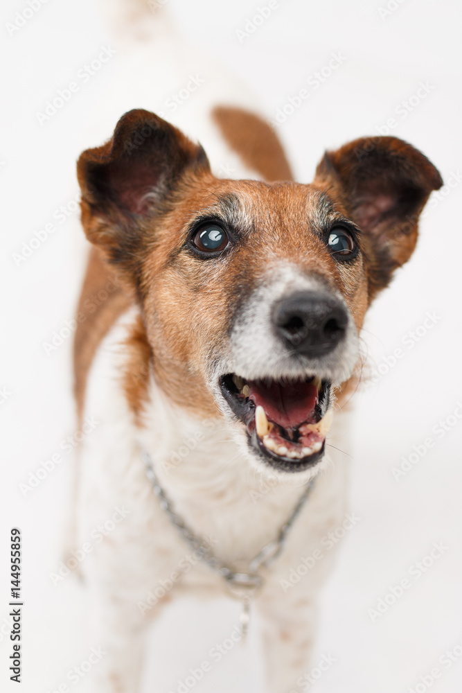 Jack russell the terrier isolated. Muzzle of a funny happy dog Jack russell the terrier isolated. Muzzle of a funny happy dog