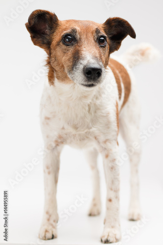 Jack russell the terrier isolated. Muzzle of a funny happy dog
