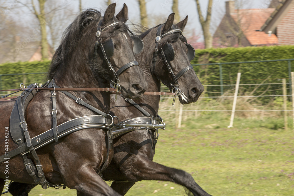 Duospan donker bruine paarden