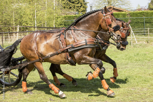 Duospan bruine paarden met oranje sokjes © photoPepp