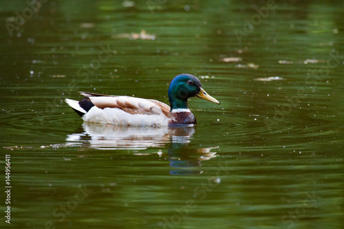 Mallard duck on the lake photo