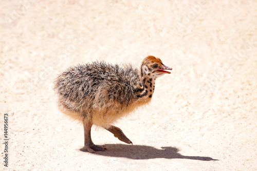walking Small ostrich