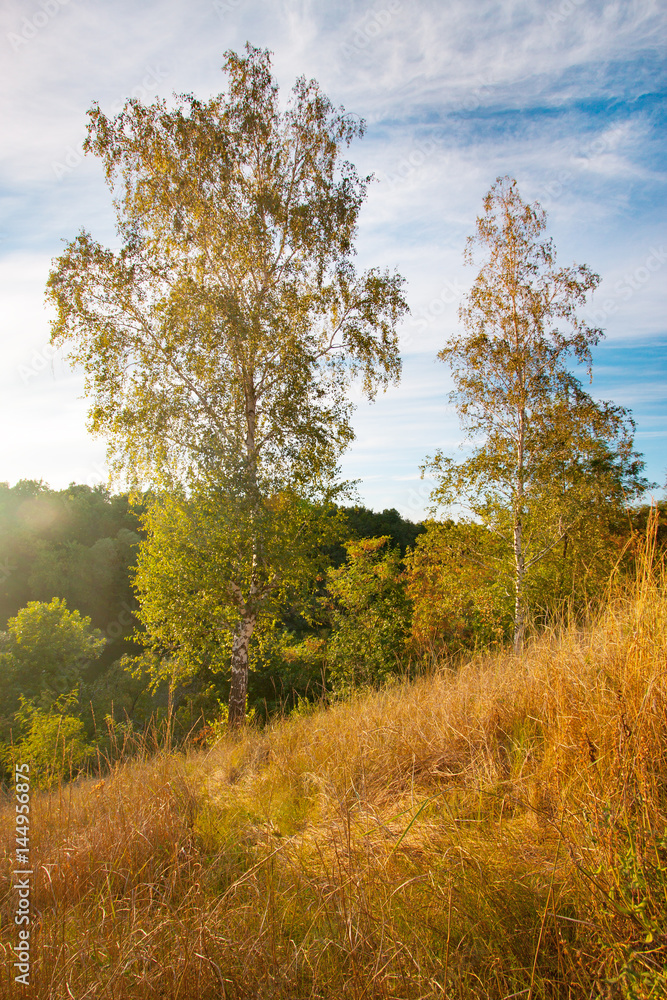 summer landscape sunset with gold grass and birches