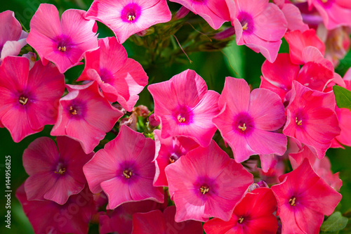 Blooming flowers Phlox paniculata, Polemoniaceae photo