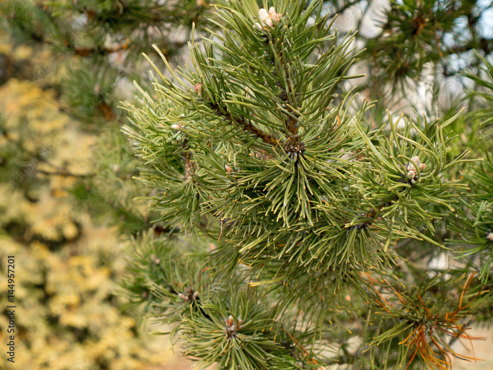 Evergreen pine needles Branch in the spring forest