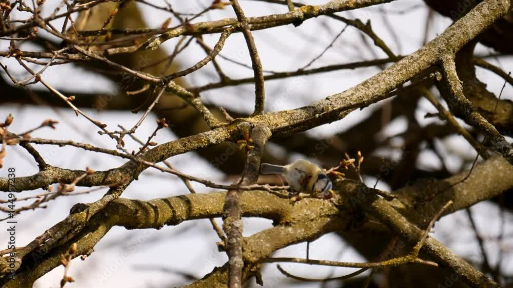 Blue Tit feeding on spring shoots of an Oak Tree - April 2017 Blue Tit feeding on spring shoots of an Oak Tree - April 2017