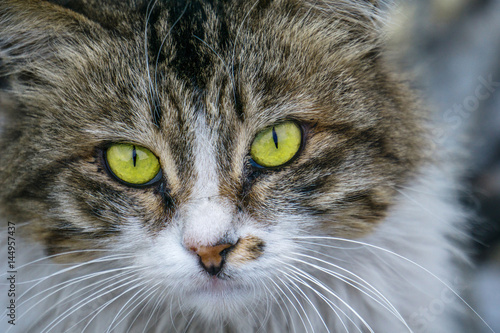 closeup of a cat
